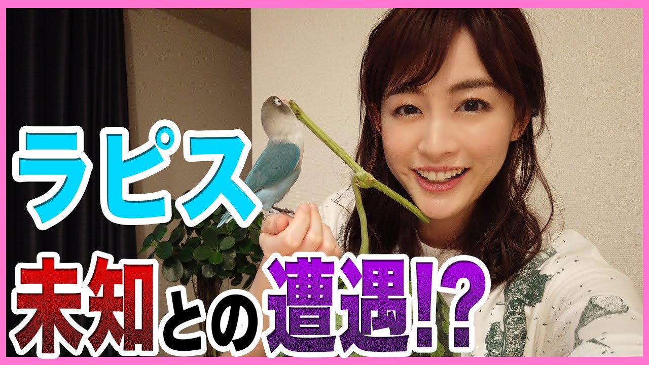 【新種発見！？】スイカ乗りのインコ　恵理那とラピスの部屋#8