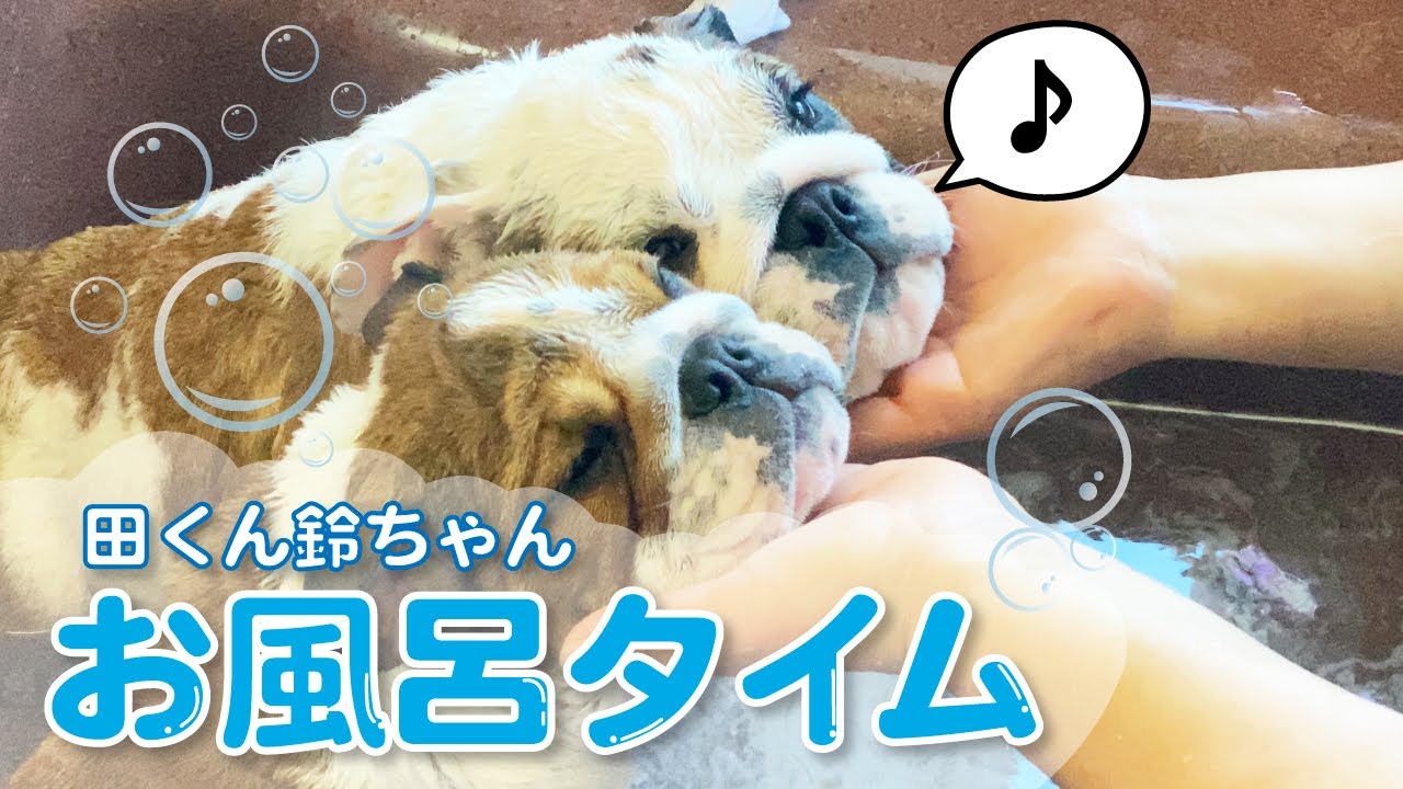 大風呂で極楽モードになったブルドッグの子犬