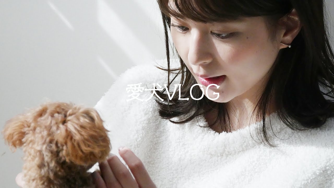 【VLOG】愛犬レオと過ごすフリーアナウンサーの休日🐶【トイプードル】