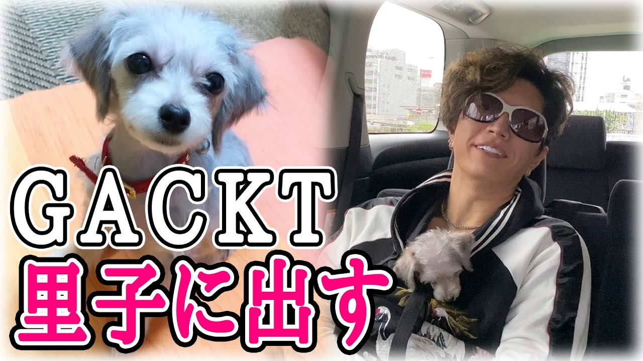 Gacktが愛犬を里子に出しました 芸能人youtubeまとめ