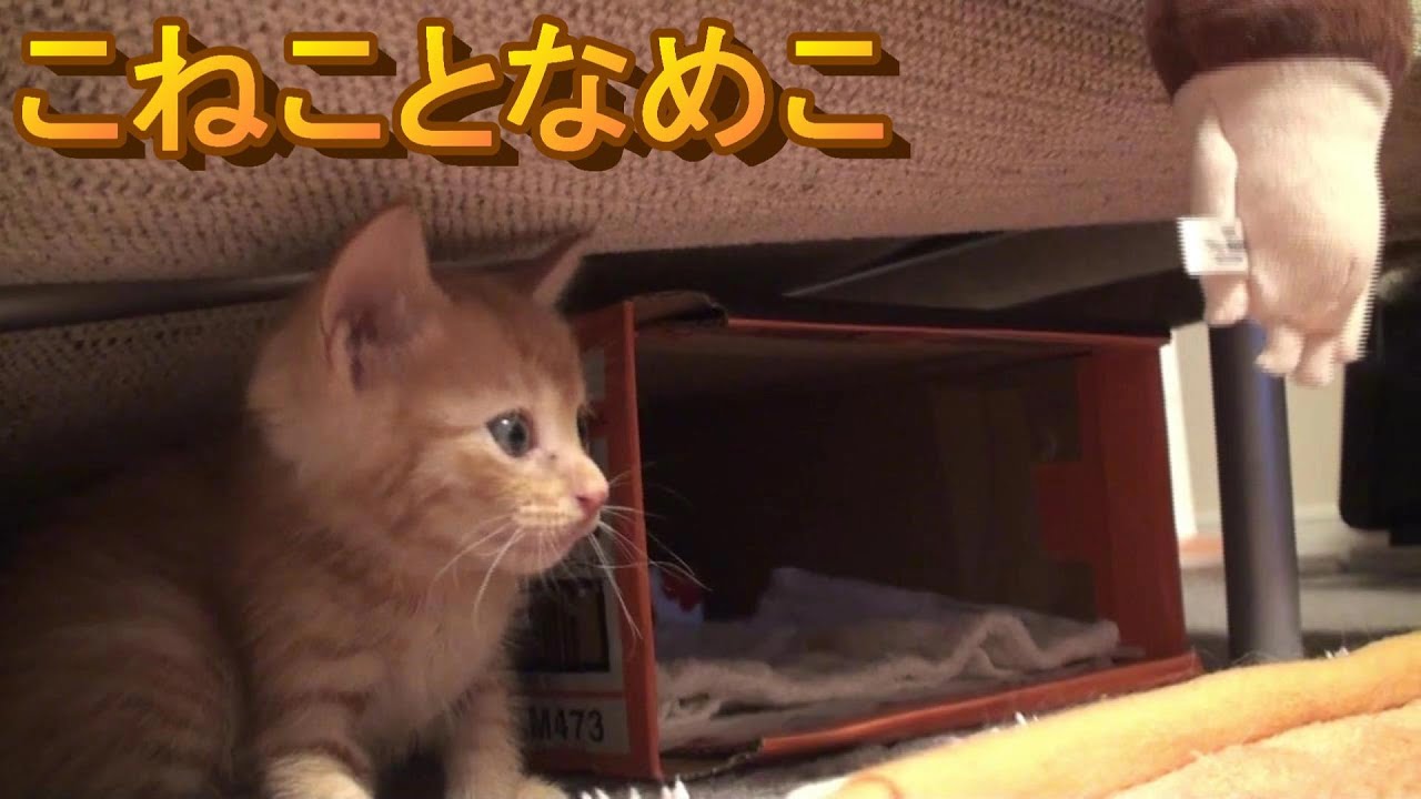 こねことなめこ（子猫のお腹アップ＆猫パンチあります）