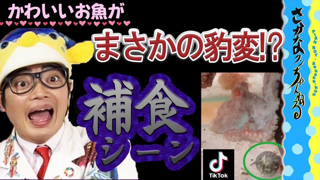 【貴重】リアル捕食映像！さかなクンが撮影した決定的瞬間！