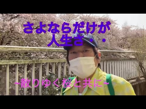 別れの春　５０年の歴史に幕を下ろすあそこに散り行く桜を惜しみながら行きます・・