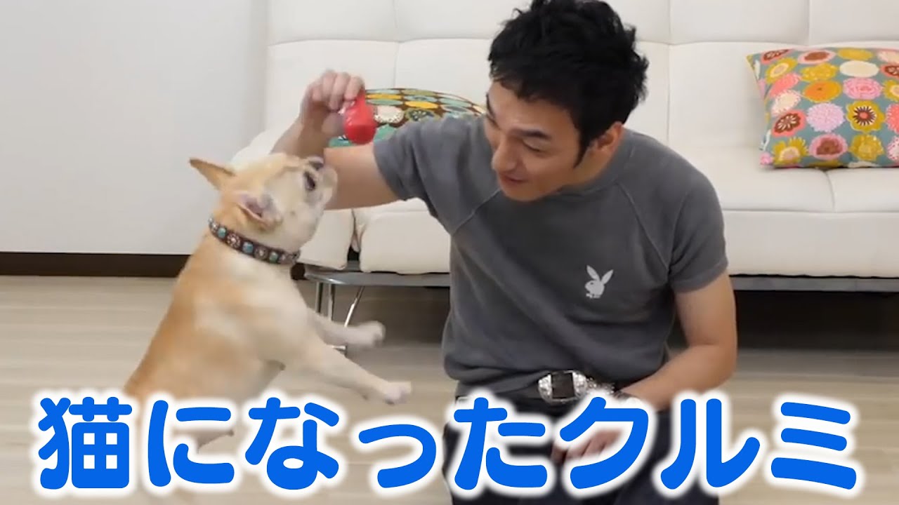 クルミが猫になりましたww