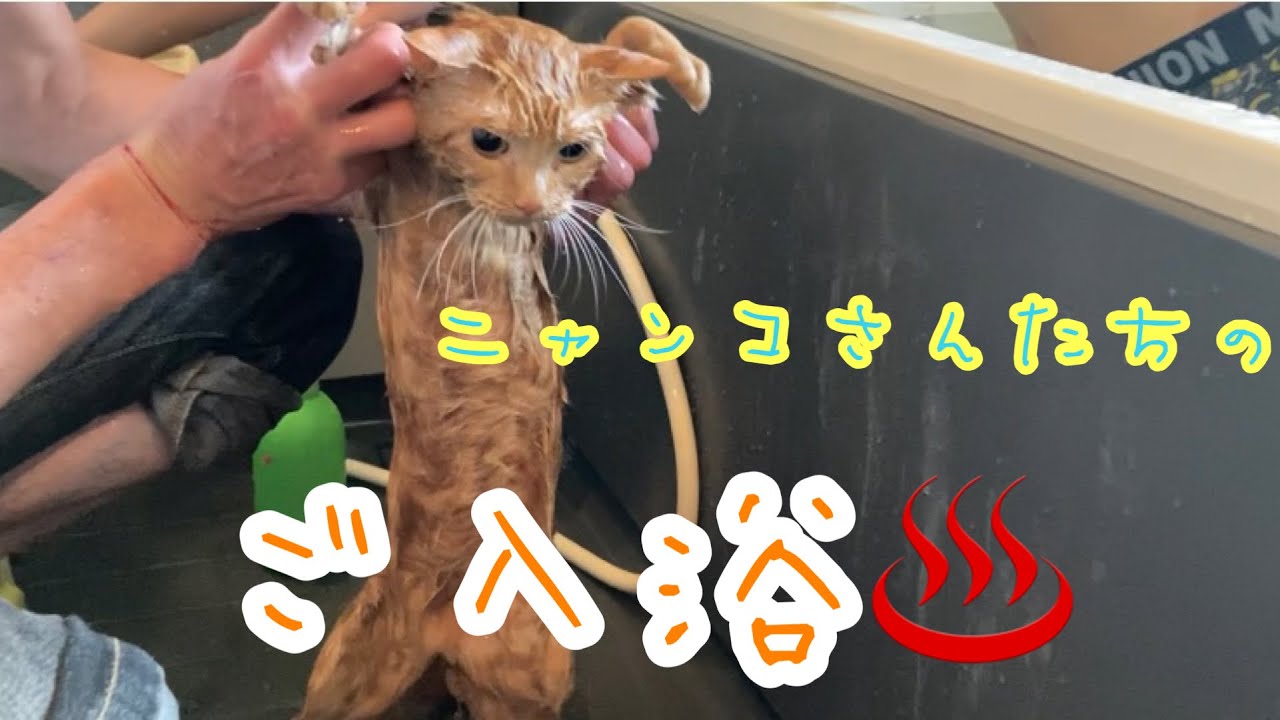 にゃんこさん達のご入浴🛀