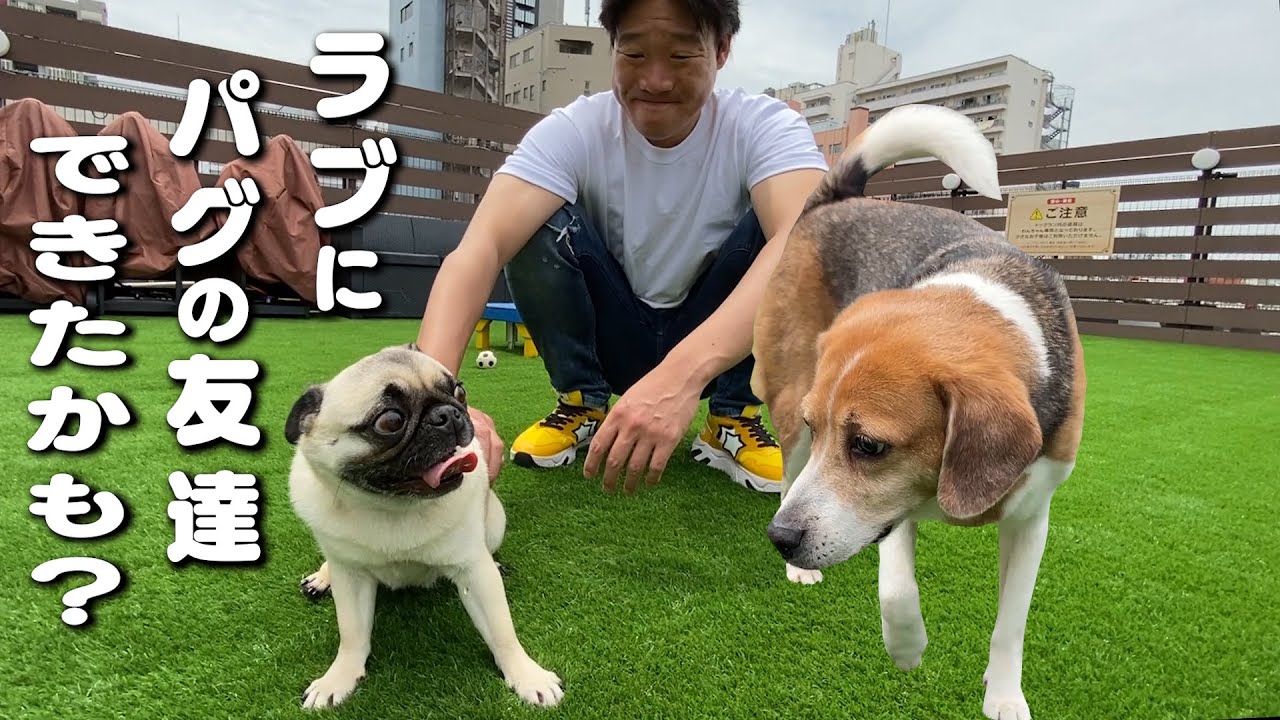 みやぞんの愛犬ラブにパグのお友達ができました（たぶん）