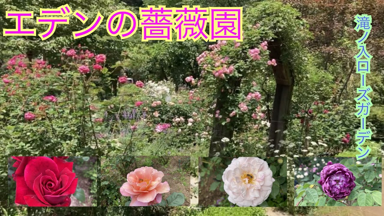 エデンの薔薇園　~滝ノ入ローズガーデン~