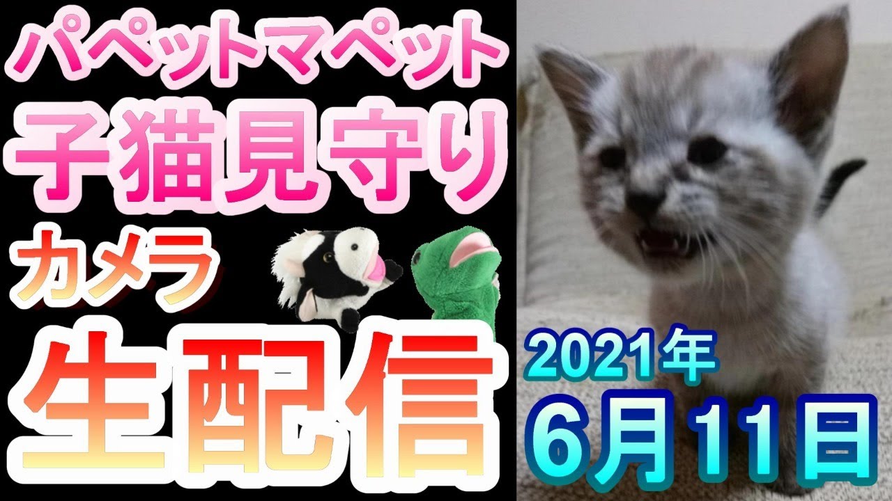 【子猫】14日目。パペットマペット家に新しい家族が増えました！子猫を見守るリアルタイムまったりカメラ生配信🐮🐸🐱🐱【保護】