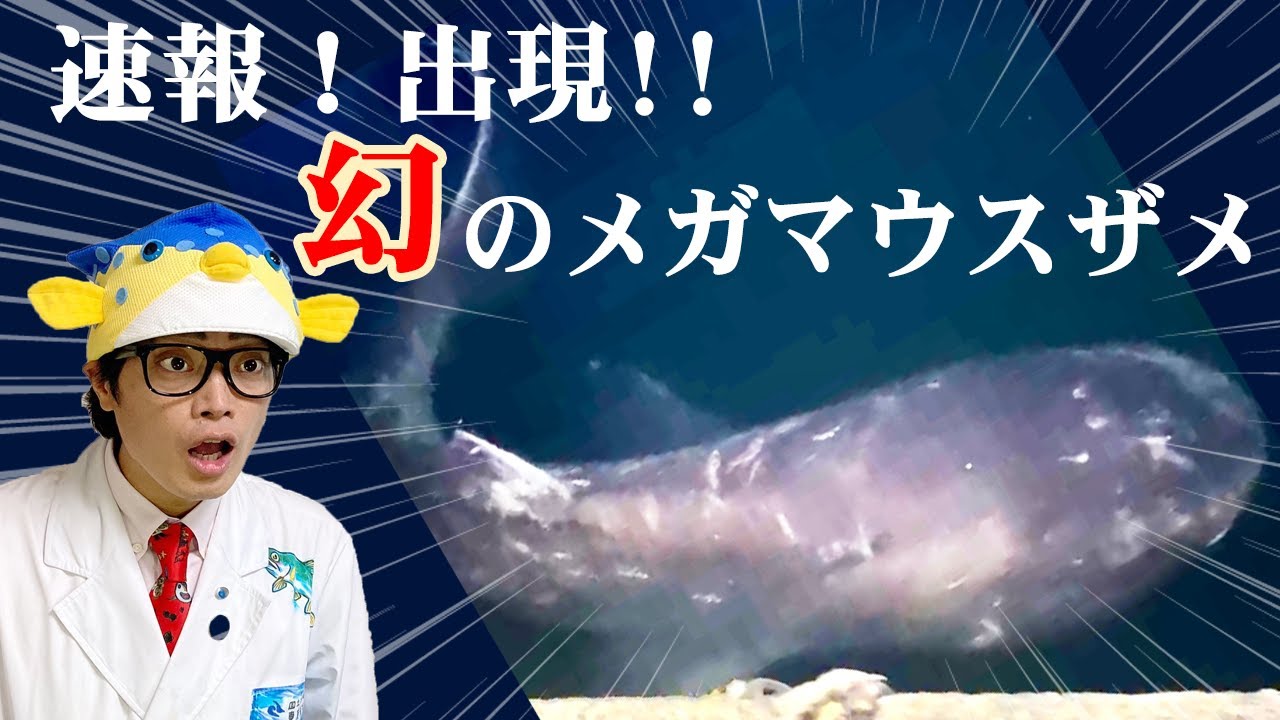 【スクープ映像6/15】幻のメガマウスザメが館山に出現！さかなクン解説します！