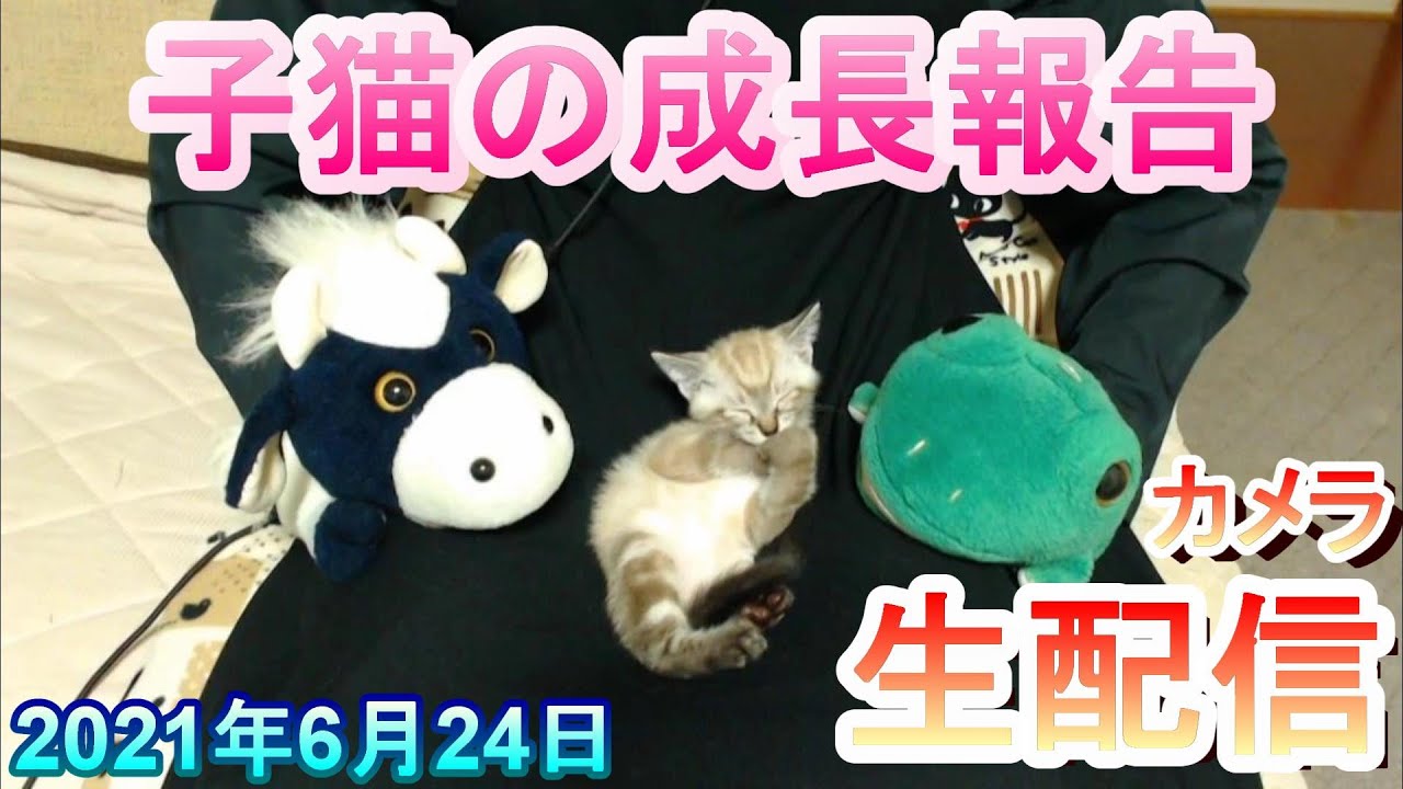 【カメラ生配信】子猫の成長報告！本日6月24日の最新かりんをリアルタイムでお届け。パペットマペットの子猫見守りカメラ生配信【保護】