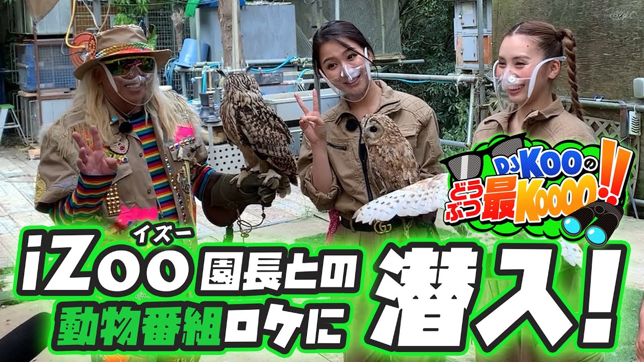 【潜入！】どうぶつ最KOOOO!! iZoo白輪園長と動物園を巡る動物バラエティ番組（テレビ静岡）に潜入！ダチョウ王国でハプニング発生！