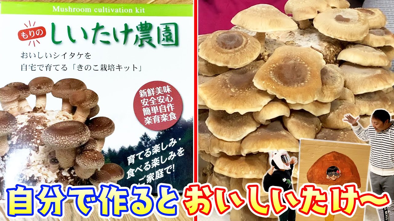 【しいたけ栽培キット】めっちゃ簡単なのに１００個以上も出来ちゃったー！自分で作ったらおいしいたけ〜！！