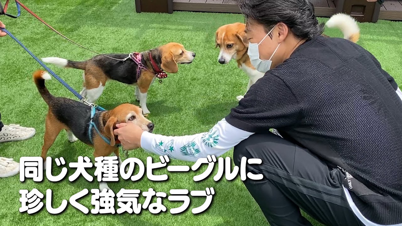 普段大人しい、みやぞんの愛犬ラブがいつになく強気です