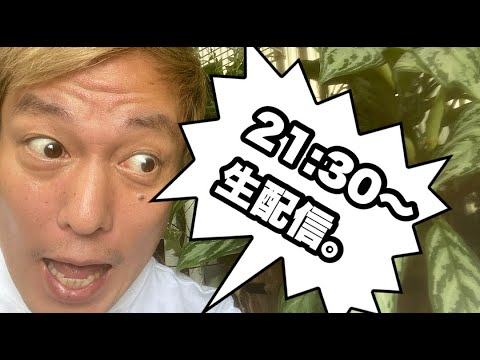 焚火生配信【飲み喋り】