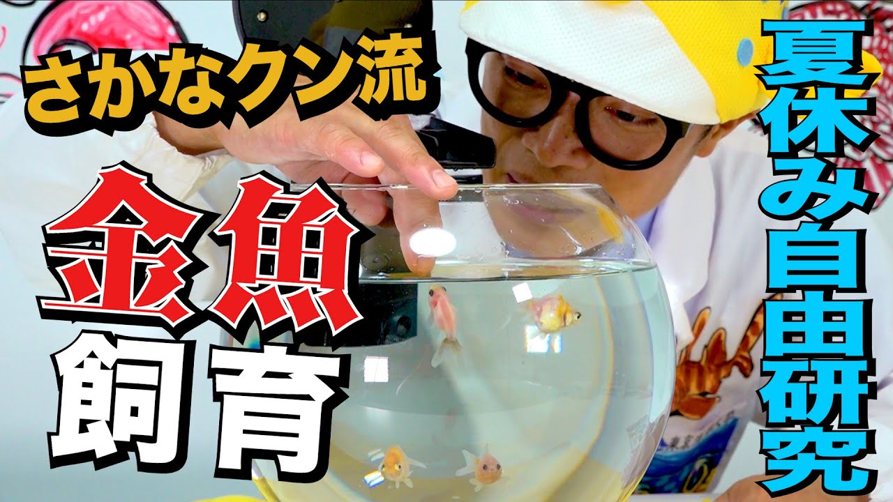 【夏休み企画】初心者必見！さかなクンが教える金魚の飼い方！