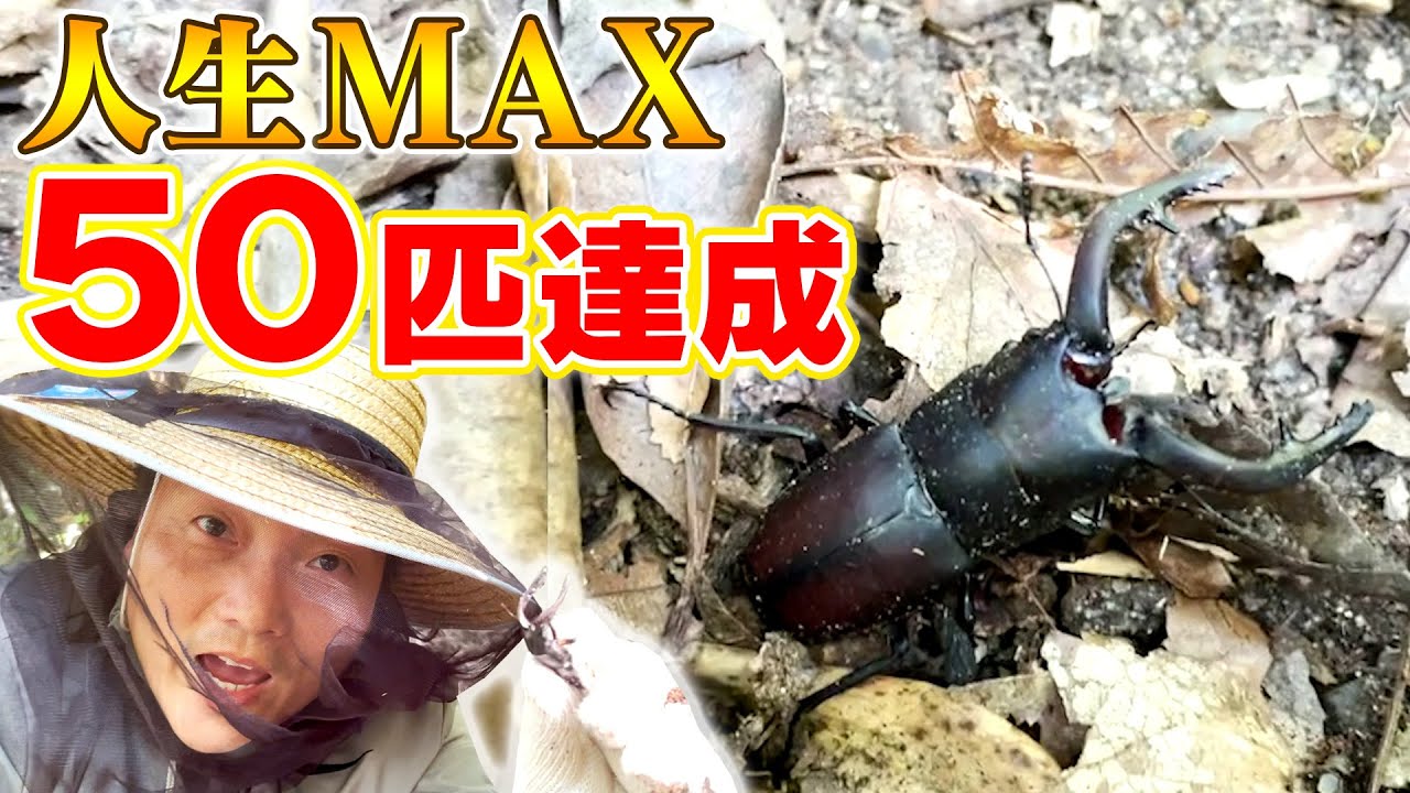 【クワガタ・カブトムシ採集】八木パパ、超本気！人生MAX５０匹採ったぞ〜！！！