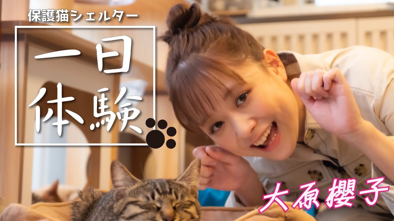 【大原櫻子】「かわいい保護猫」がいっぱい！「保護猫シェルター」で仕事体験