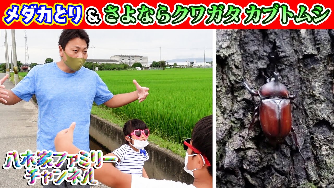 【夏の終わりに】川でメダカとり＆採ったカブトムシ・クワガタを森に返そう！《サバンナ八木ファミリー》