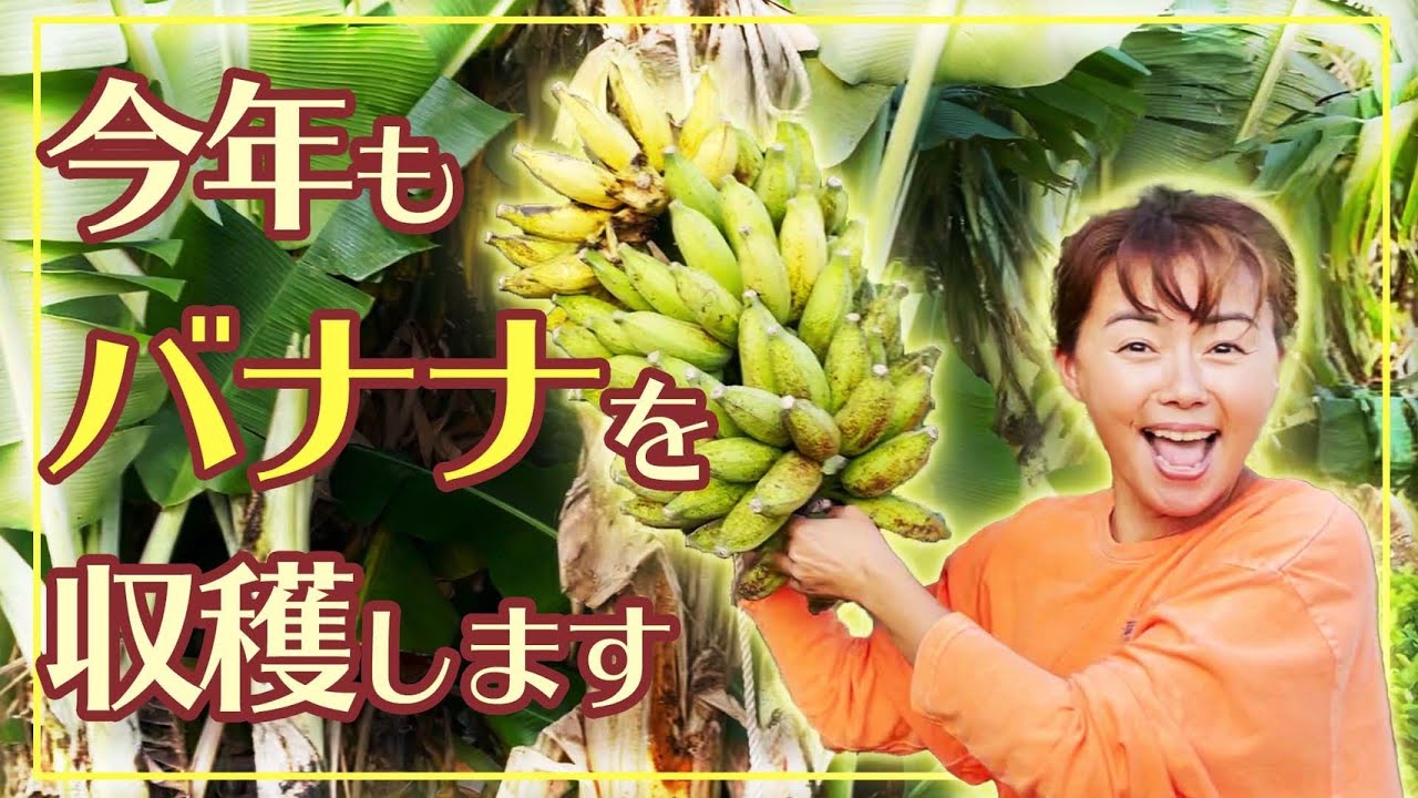 沖縄でバナナを育てたらこうなる！”もちもちウマウマ”バナナができるまで🍌