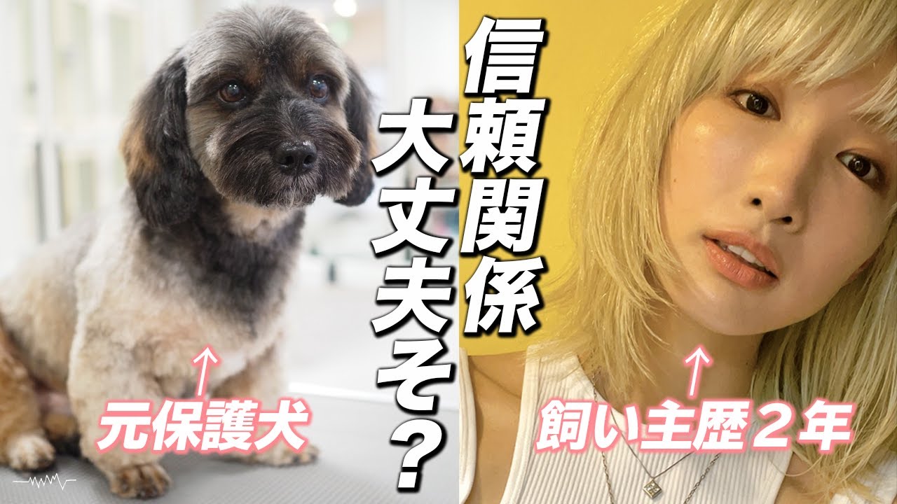 保護犬と里親の相性チェック