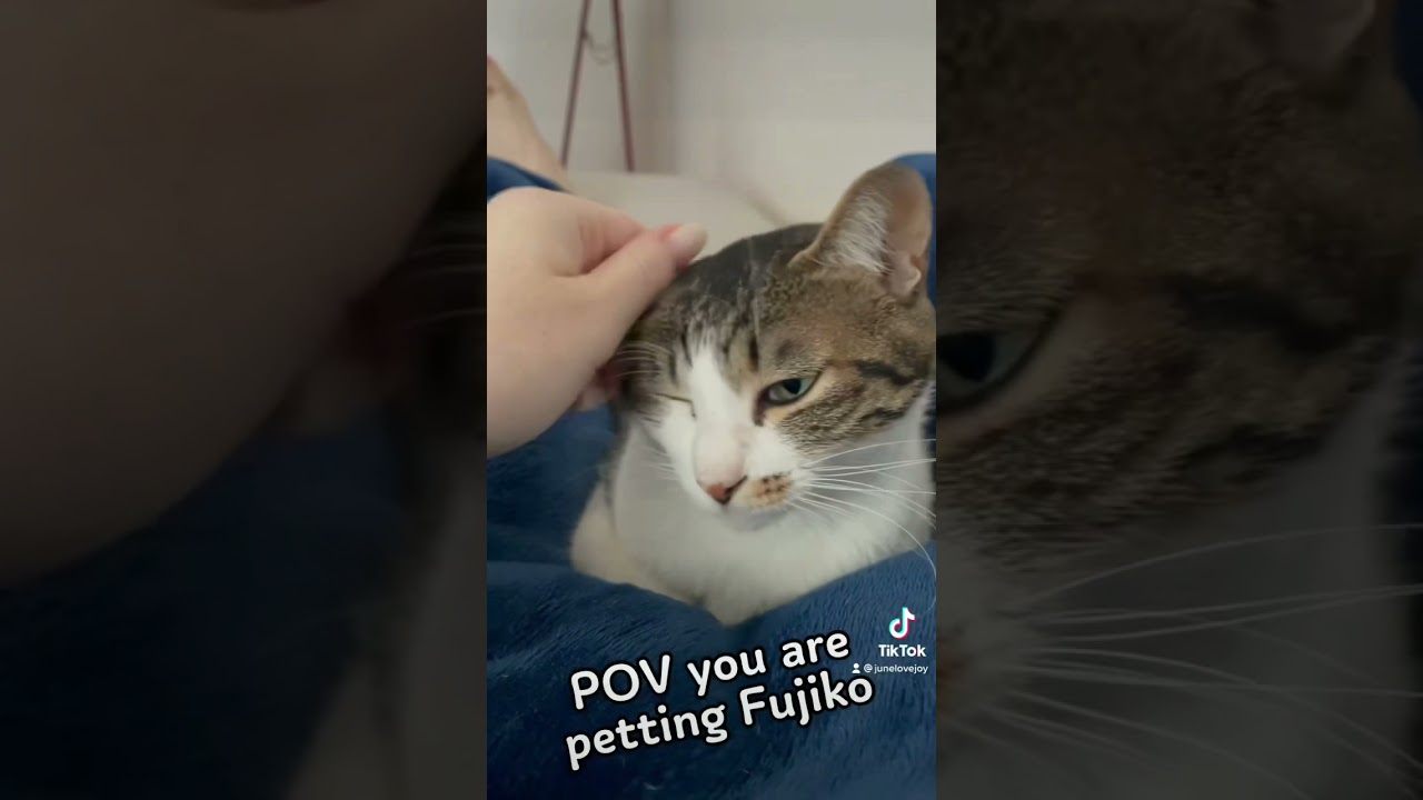 POV you are petting Fujiko