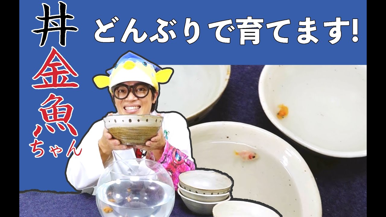 さかなクンが丼で金魚ちゃん飼育に挑戦！