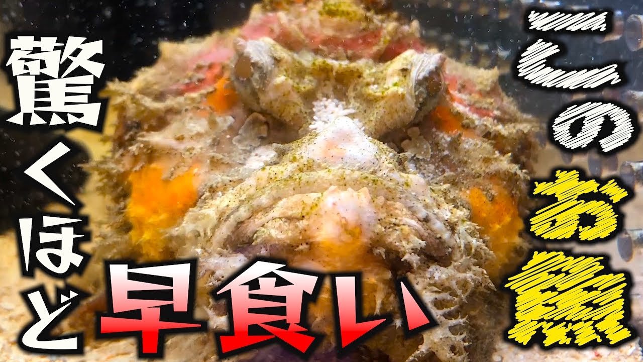 さかなクンが飼っている、このお魚がスギョイ！！【オニオコゼ】