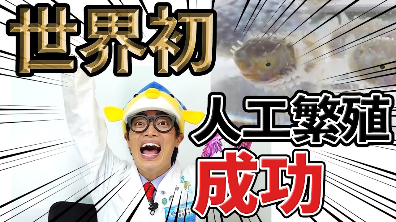 【世界初】【さかなクン 夢叶う】イシガキフグ繁殖成功！