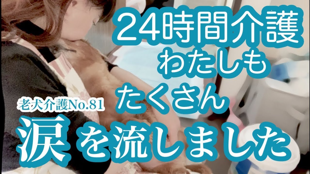 【介護・ペットロスで心を痛めていらっしゃる皆様へ】老犬介護No.81