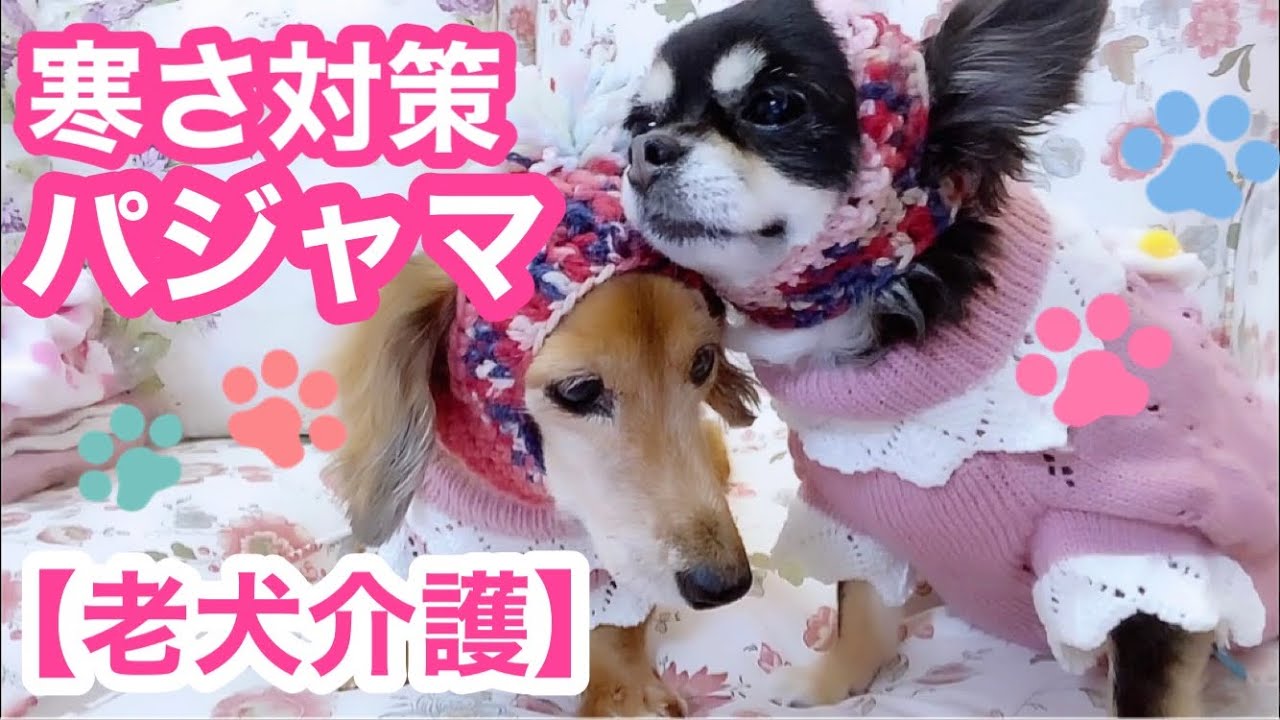 【老犬介護No.83】寒さ対策にパジャマをゲットしてみた🐶🐶🐶