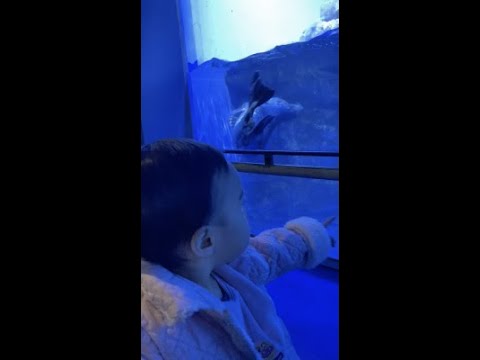 【1歳7ヶ月】水族館に行ってきたわよ！　＃Shorts