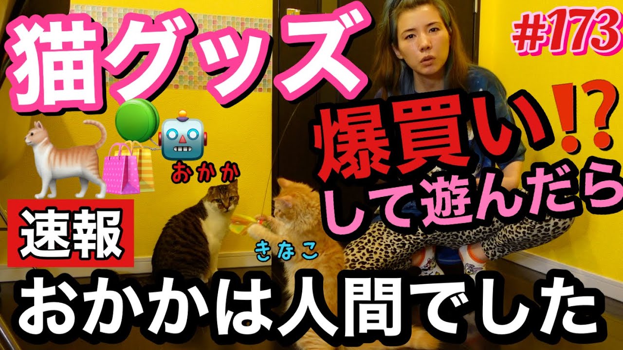 速報⚠️ウチの猫おかかは人間でした🐈猫グッズ爆買いして遊び倒したけどこの有様🥲なんでなの？ウチだけ？