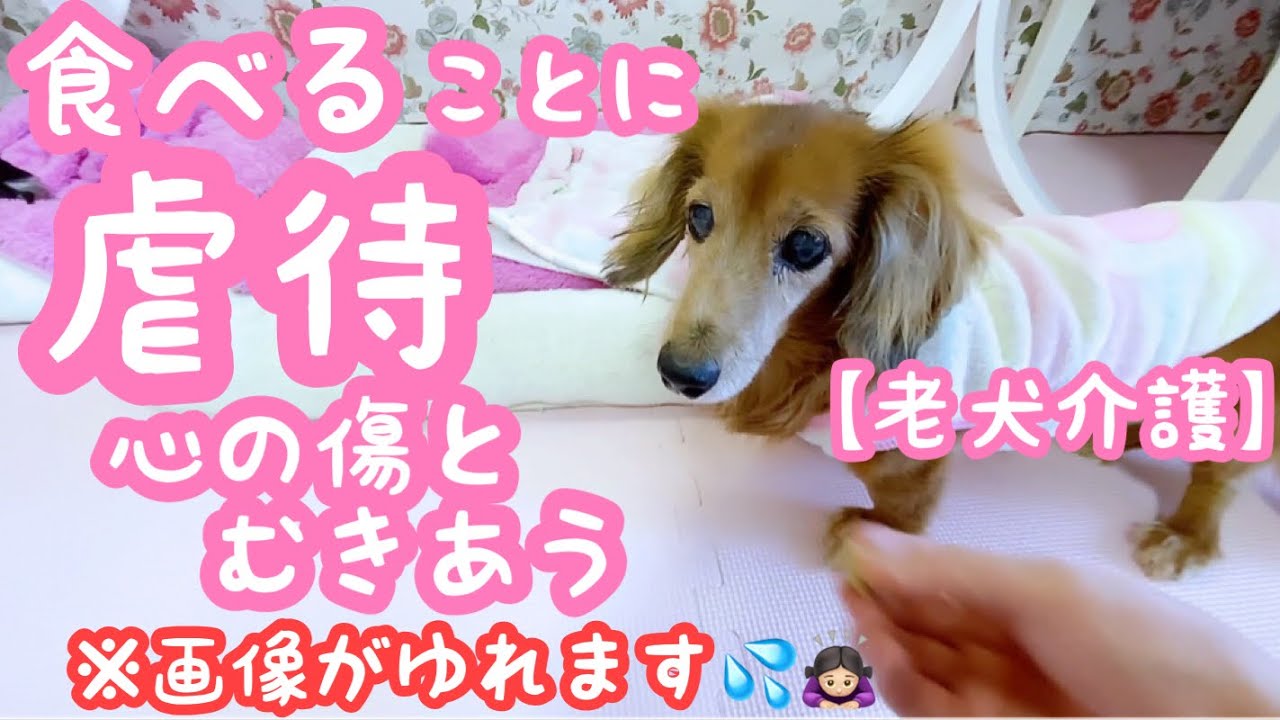 【老犬介護No.86】大丈夫だよ〜ゆっくり、ゆっくりね。