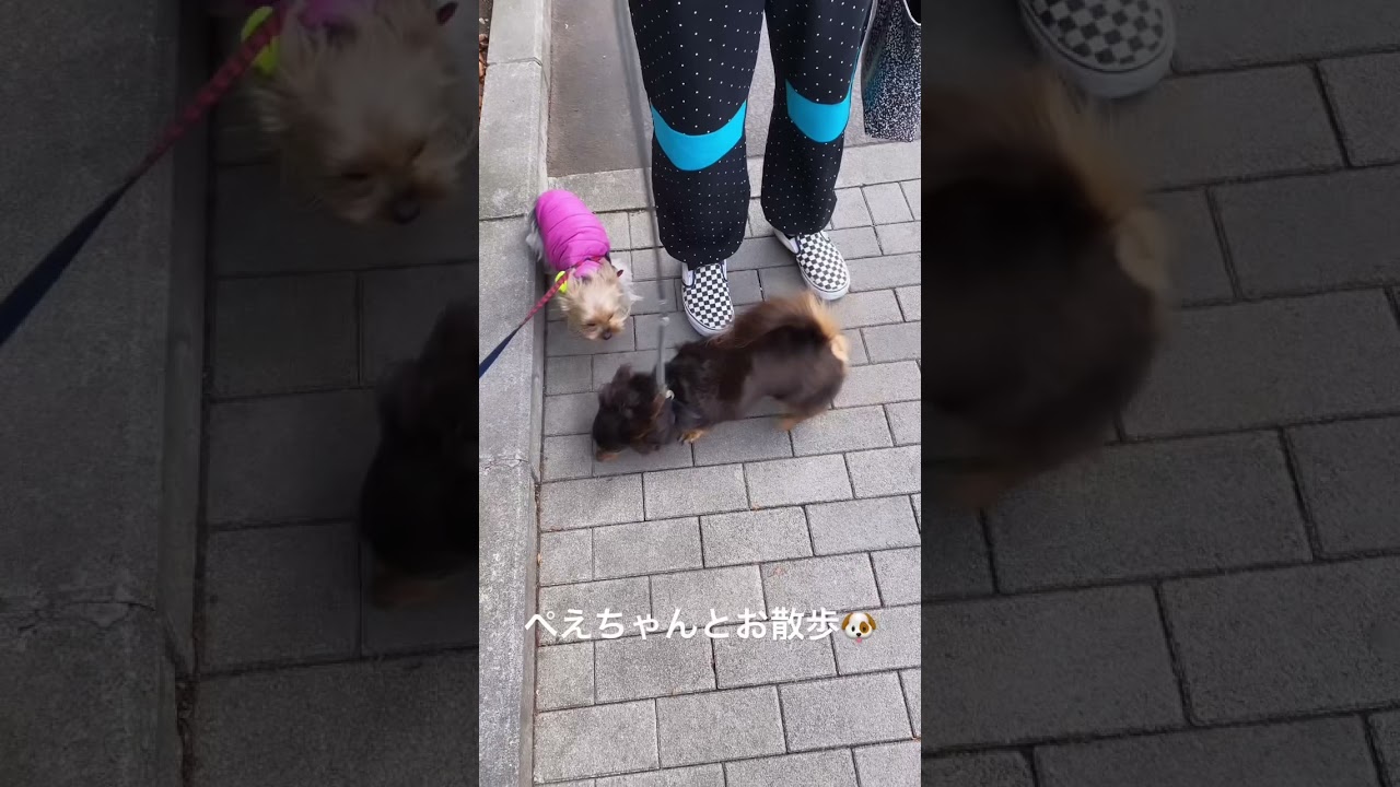 ぺえちゃんロナウドとお散歩🐶