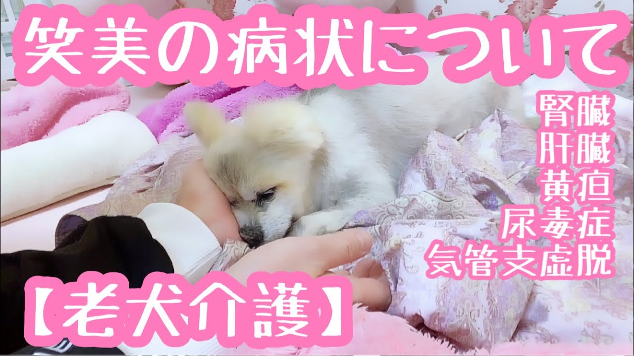 【老犬介護No.90】眠れない笑美