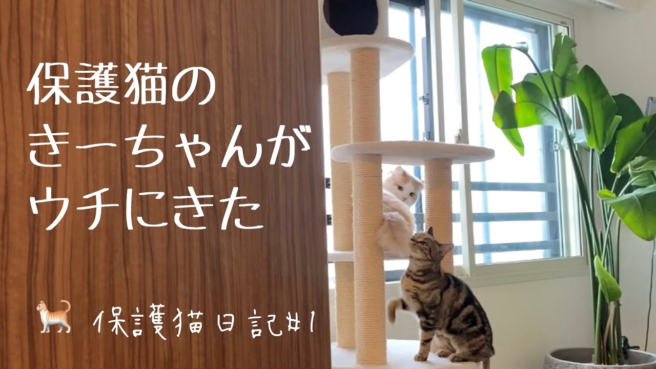 【保護猫】ブリーダー放棄されてしまった猫を預かりボランティアしました🐱その時のリアルな様子です🐱癒し