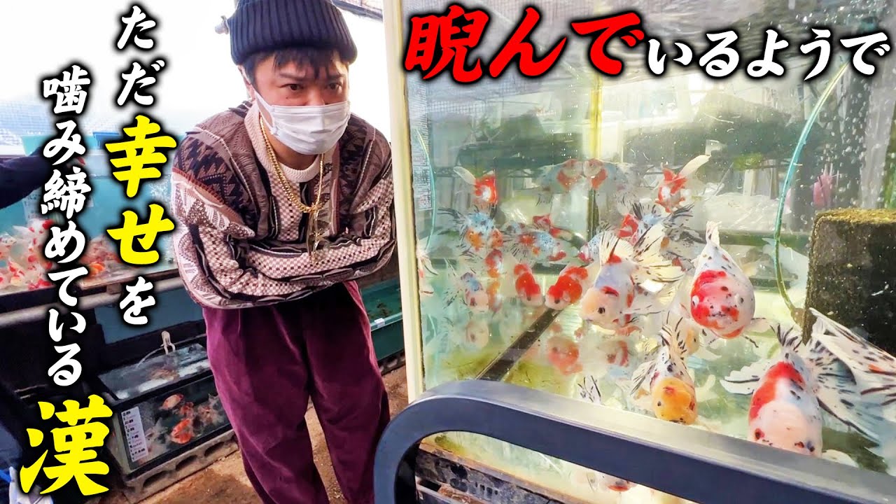 卵から育てる金魚屋あいこさんで、悩みに悩んだ結果