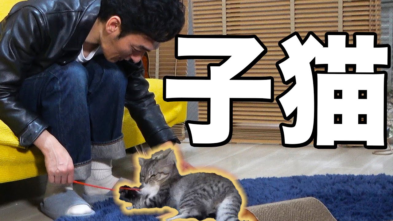 子猫と遊んだら可愛すぎた。