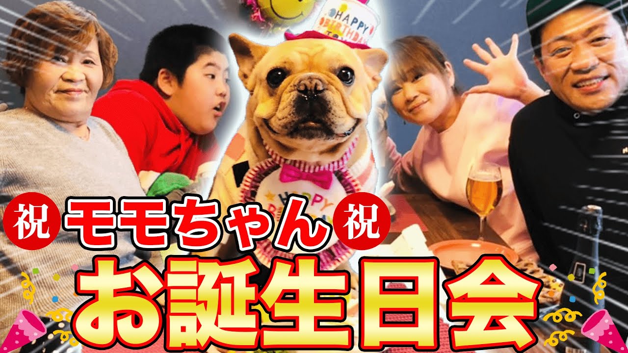 はなわ家のアイドル🐕【モモちゃん】６才のお誕生日会で爆食🎂【ママ特製バースデープレート】【Wanちゅ～る】【551HORAI】【豚まん】【蓬莱】【フレンチブルドッグ】【フレブル】