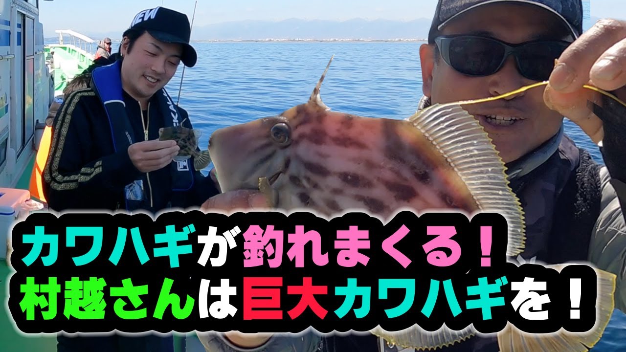 カワハギが釣れまくる！村越さんは巨大カワハギを！