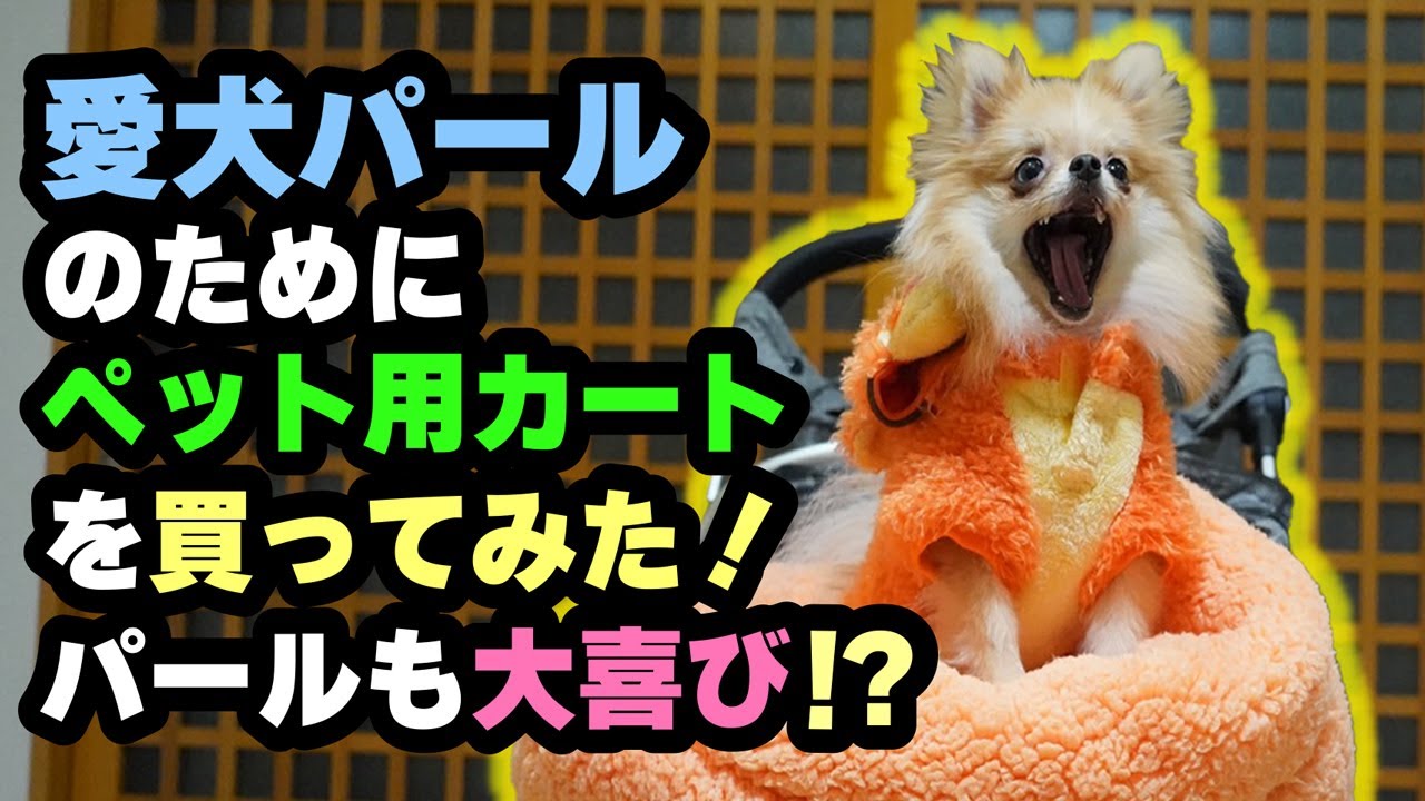 愛犬パールのためにペット用カートを買ってみた！