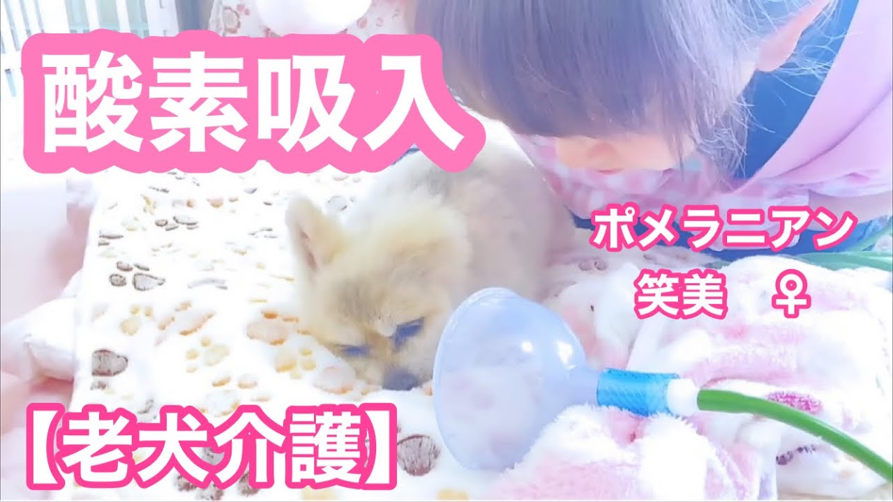 【老犬介護No 98 】酸素吸入器はじめます。最後に笑美の吸入動画あり。