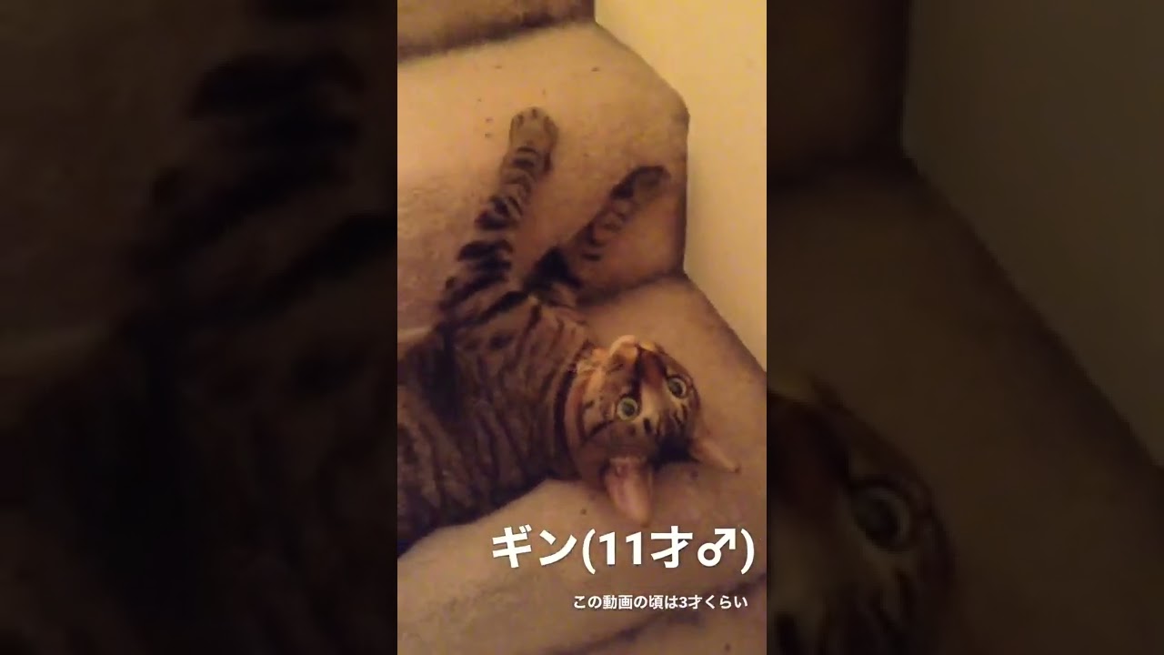 実家猫、永遠のおとぼけ少年ギンちゃん♂