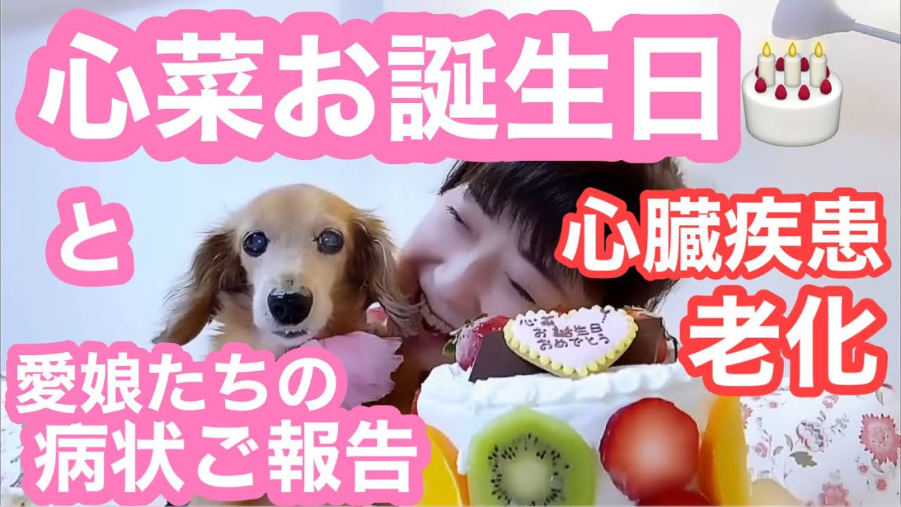 【老犬介護No 102】心菜バースデー＆ご報告🐶🐶🐶