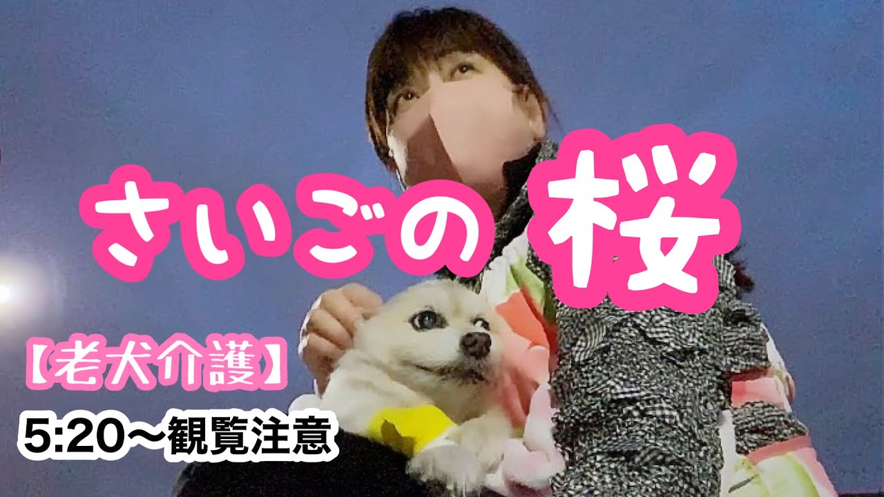 【老犬介護No.103】今年もこども達と桜がみれました🌸笑美の通院後、皆んなで夜桜。