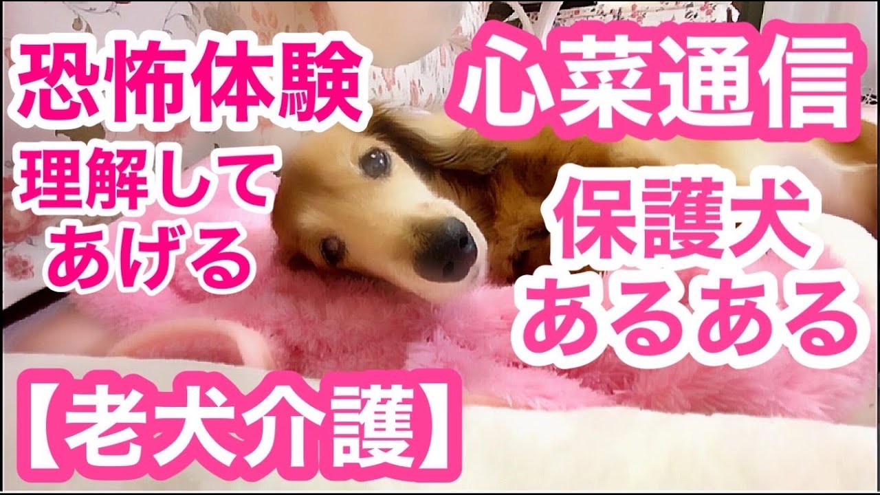 【老犬介護No.106】食べる事が怖い心菜しゃんに、ママはあれやこれや。