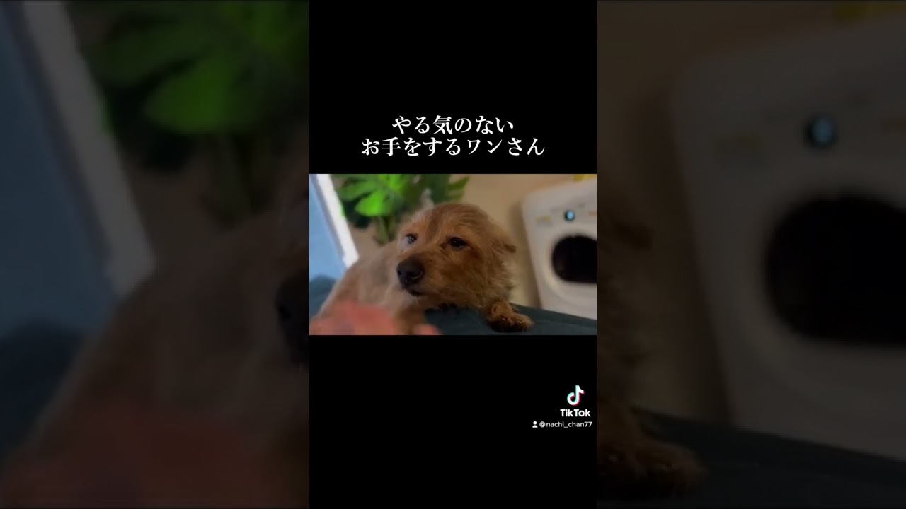 やる気のないワンさん