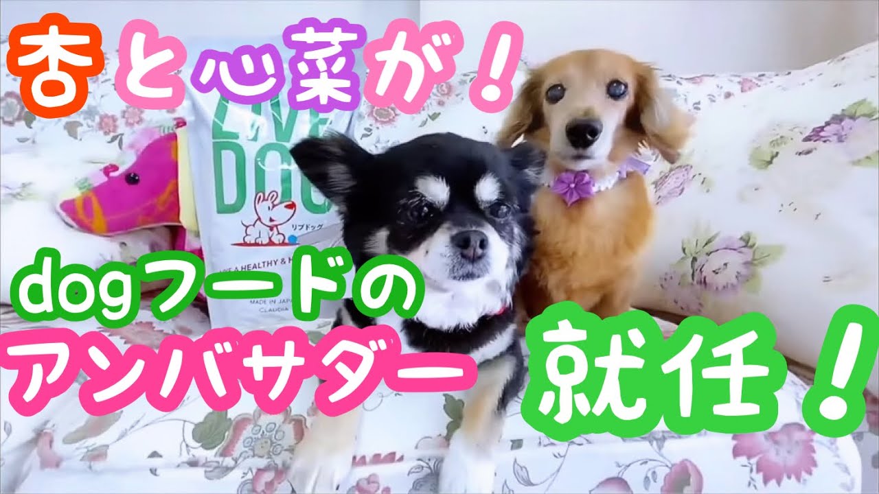 【老犬介護No.108】杏＆心菜がリブドッグのアンバサダーに選ばれましたぁ！