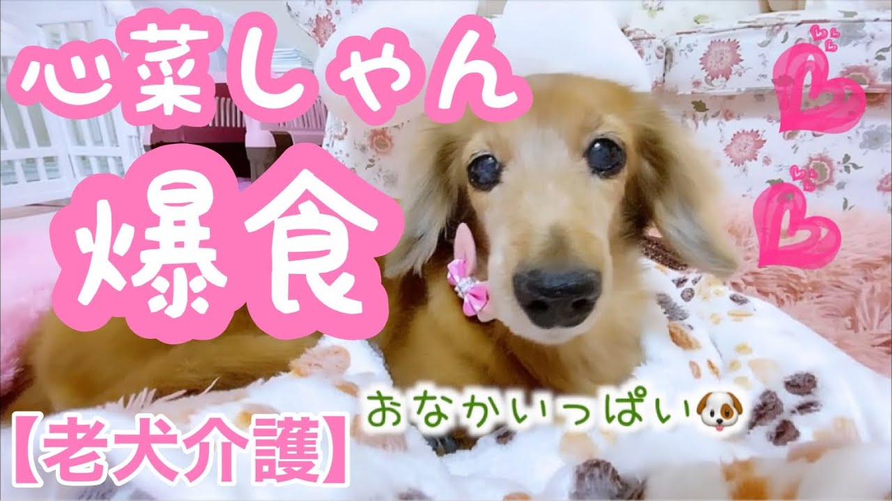 【老犬介護No.109】食べる事が怖い心菜しゃんに、湯がいた鳥胸肉をあげてみたら…　爆食してくれましたヽ(^o^)丿（心菜通信）