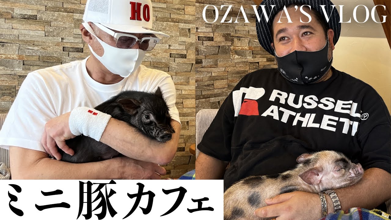 【マイクロミニブタ】兄ィと勝矢に抱かれるミニブタが可愛すぎる…【小沢仁志Vlog】